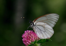 Alıç kelebeği (Aporia crataegi)