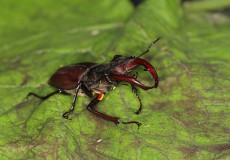 Lucanus cervus (Geyik Böceği)
