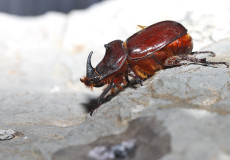 Gergedan böceği (Oryctes nasicornis)