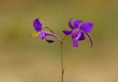 Consolida regalis subsp. paniculata (Horozkuyruğu)