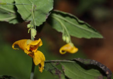 mpatiens noli-tangere (Kına çiçeği)