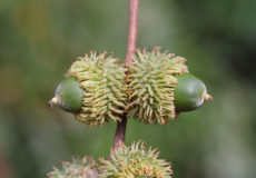 Quercus cerris (Saçlı meşe)