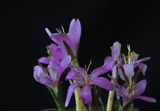 Colchicum szovitsii subsp. szovitsii (Katır çiğdemi)