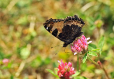 Aglais (Aglais urticae)