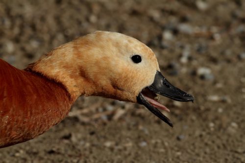 angıt