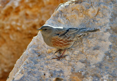 Büyük Dağ Bülbülü