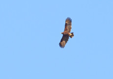 Büyük Orman Kartalı