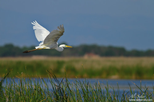 buyuk-akbalıkcıl copy