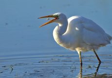 Büyük Ak Balıkçıl