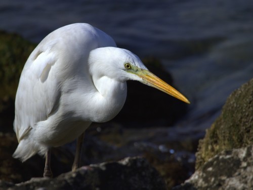 büyük ak balıkçıl kb