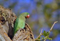 İskender Papağanı