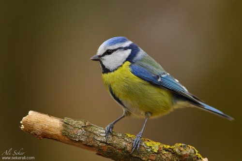 mavi-baştankara copy