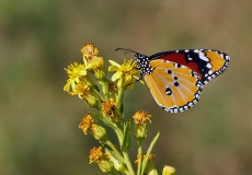 Sultan (Danaus chrysippus)