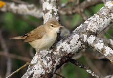 Çalı Kamışçını