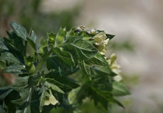 Banotu (Hyoscyamus niger)