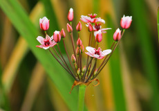 Bataklık Gülü (  Butomus umbellatus )