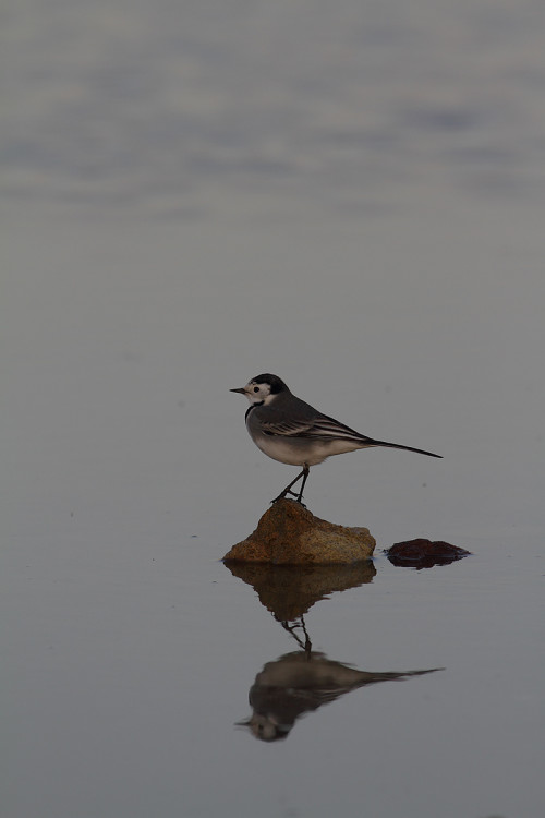 ak-kuyruksallayan-enez