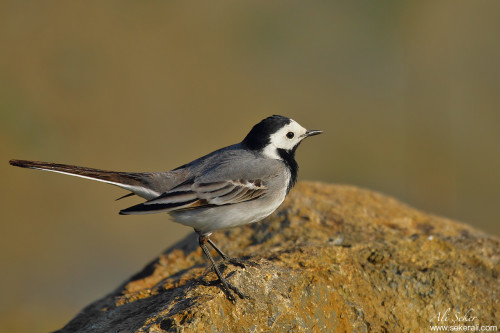 ak-kuyruksallayan-taş copy
