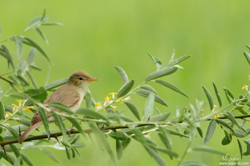 ak-mukallit-iğde copy