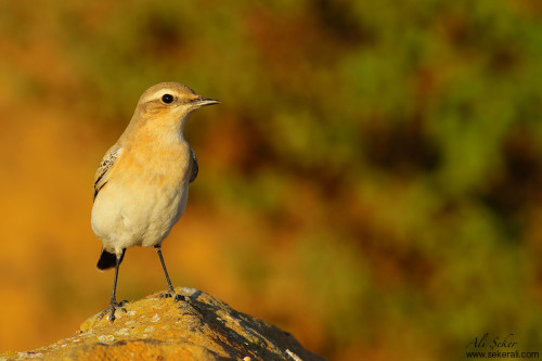 boz-kuyrukkakan-2 copy