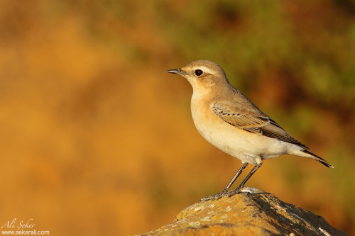 boz-kuyrukkakan-3 copy