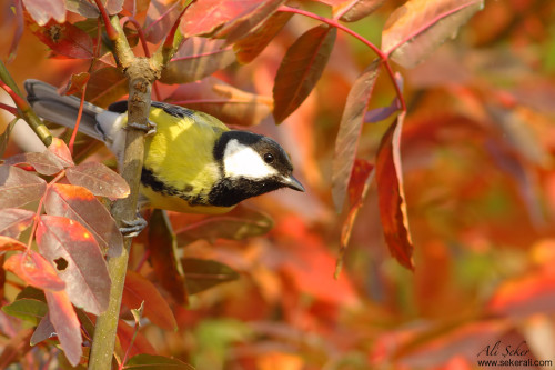 büyük-baştankara3 copy