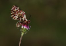 Güneyli Fisto  (Zerynthia polyxena)