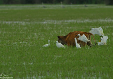 Küçük Ak Balıkçıl