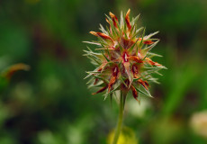Yıldız Yonca (Trifolium stellatum)