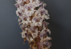 Orobanche crenata