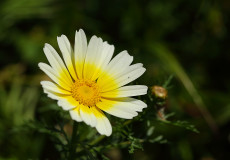 Chrysanthemum coronarium