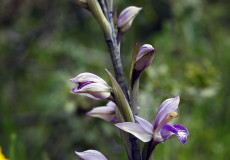 Saçuzatan (Limodorum abortivum var. abortivum)