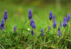 Gavurbaşı – Arap Sümbülü (Muscari armeniacum)