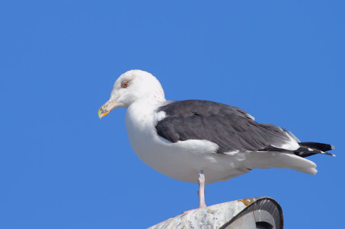 büyük-kara-sırtlı-2