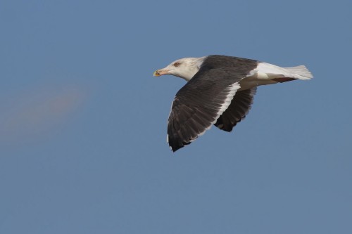 büyük-kara-sırtlı