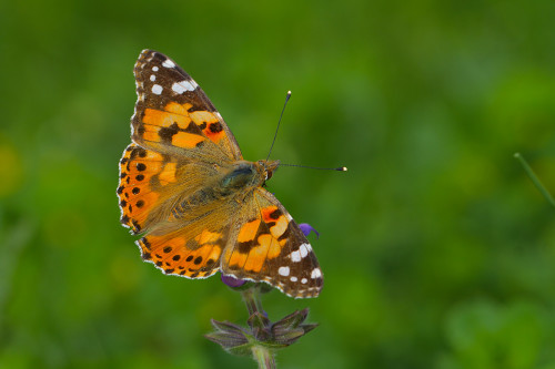 diken-kelbeği-kanatüstü