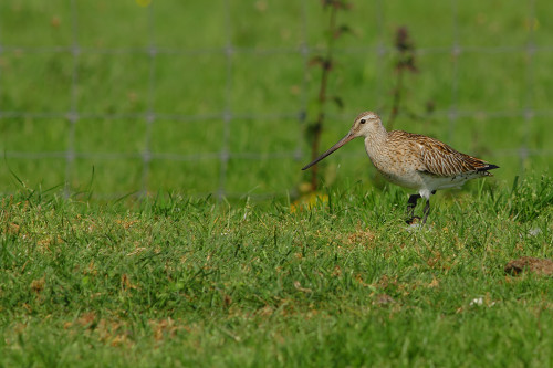 kıyı-çamur-çulluğu-dişi