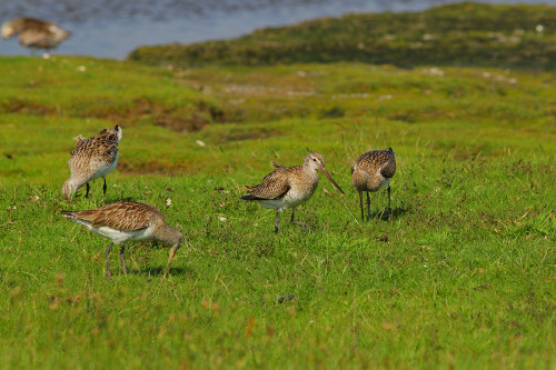 kıyı-çamur-çulluğu-sürü