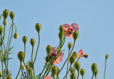Melez Gelincik (Papaver hybridum)