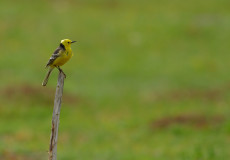 Sarıbaşlı Kuyruksallayan