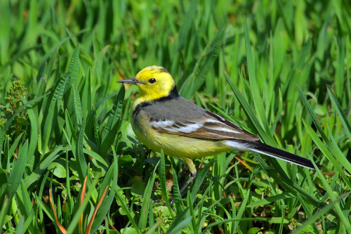 sarıbaşlı-kuyruksallayan-yer