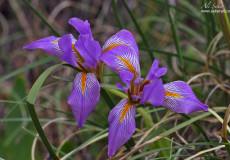 Çalı Navruzu (Iris unguicularis subsp. carica var. syriaca)