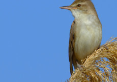 Büyük Kamışçın