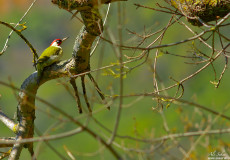 Yeşil Ağaçkakan