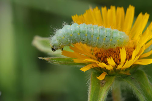 Zygaena viciae (Denis & Schiffermuller, 1775) mi