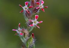 Silene gallica
