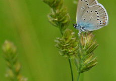 Çokgözlü Mazarin Mavisi  (Polyommatus semiargus)