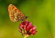 Melike Amannisa (Melitaea britomartis)