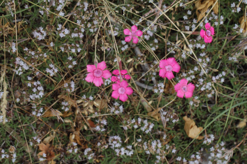 Babadağ-halkalı-karanfil-ortam