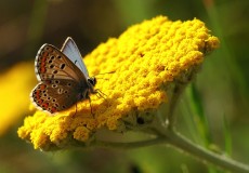 Çokgözlü Balkan Mavisi  (Polyommatus anteros)
